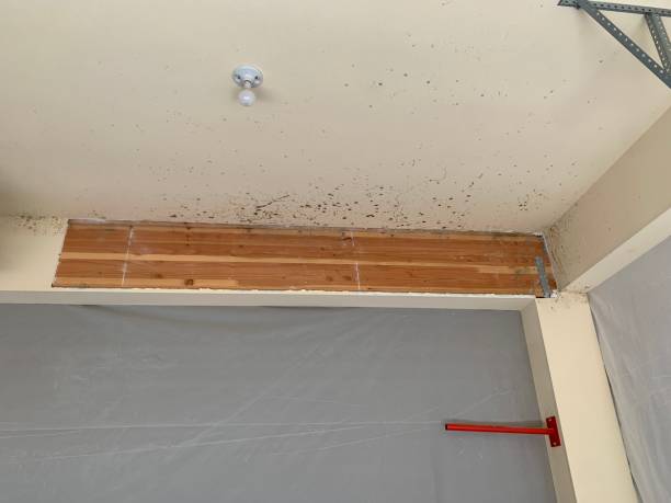 Best Airborne Mold Testing  in Clarksville, TX